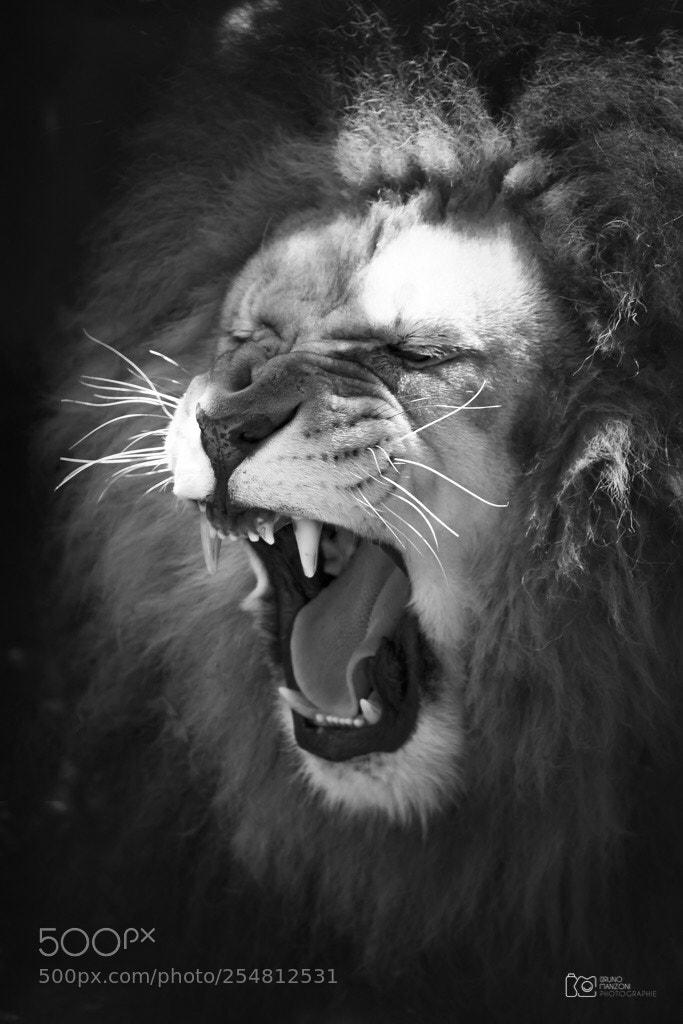 Canon EOS 7D sample photo. Lion king photography