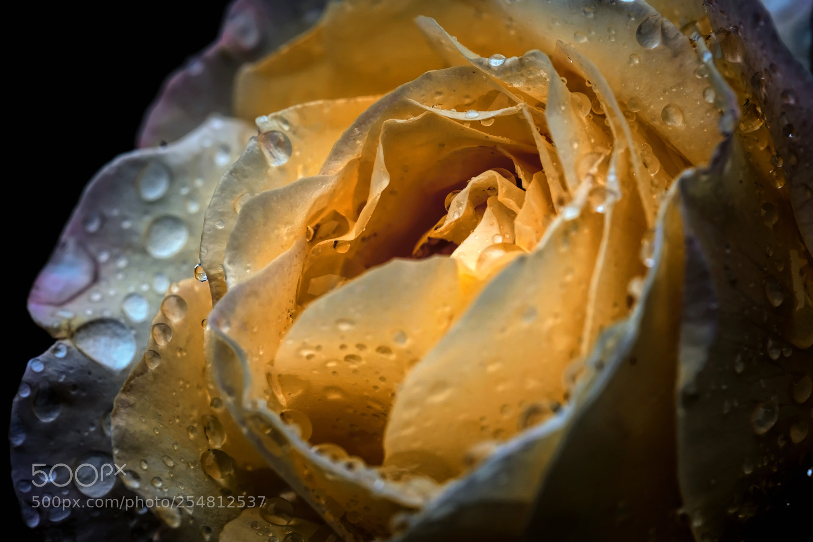 Fujifilm X-E3 sample photo. Rose and rain photography