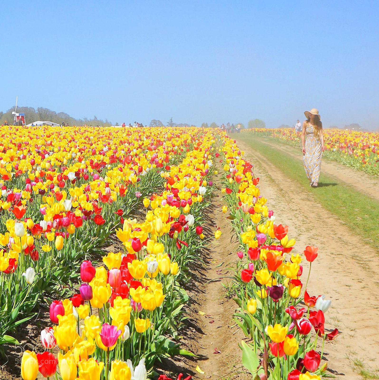 Sony a7 II sample photo. Wooden shoe tulip festival photography