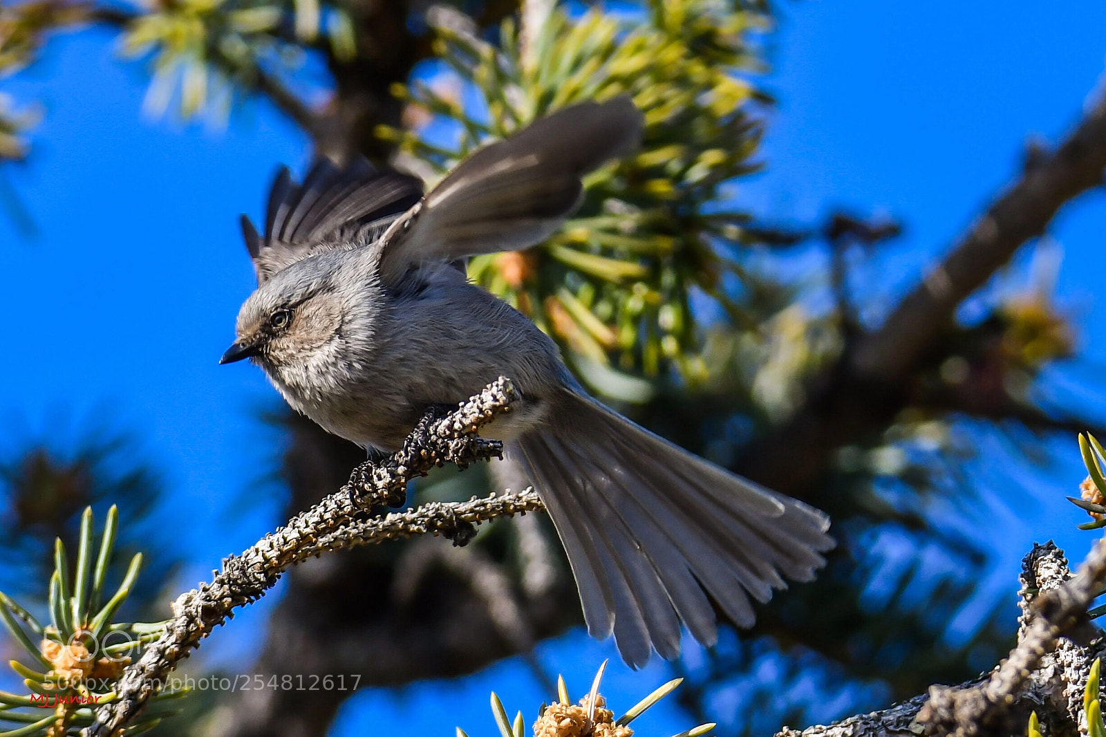 Nikon D7500 sample photo. Little birdie... 0001 photography
