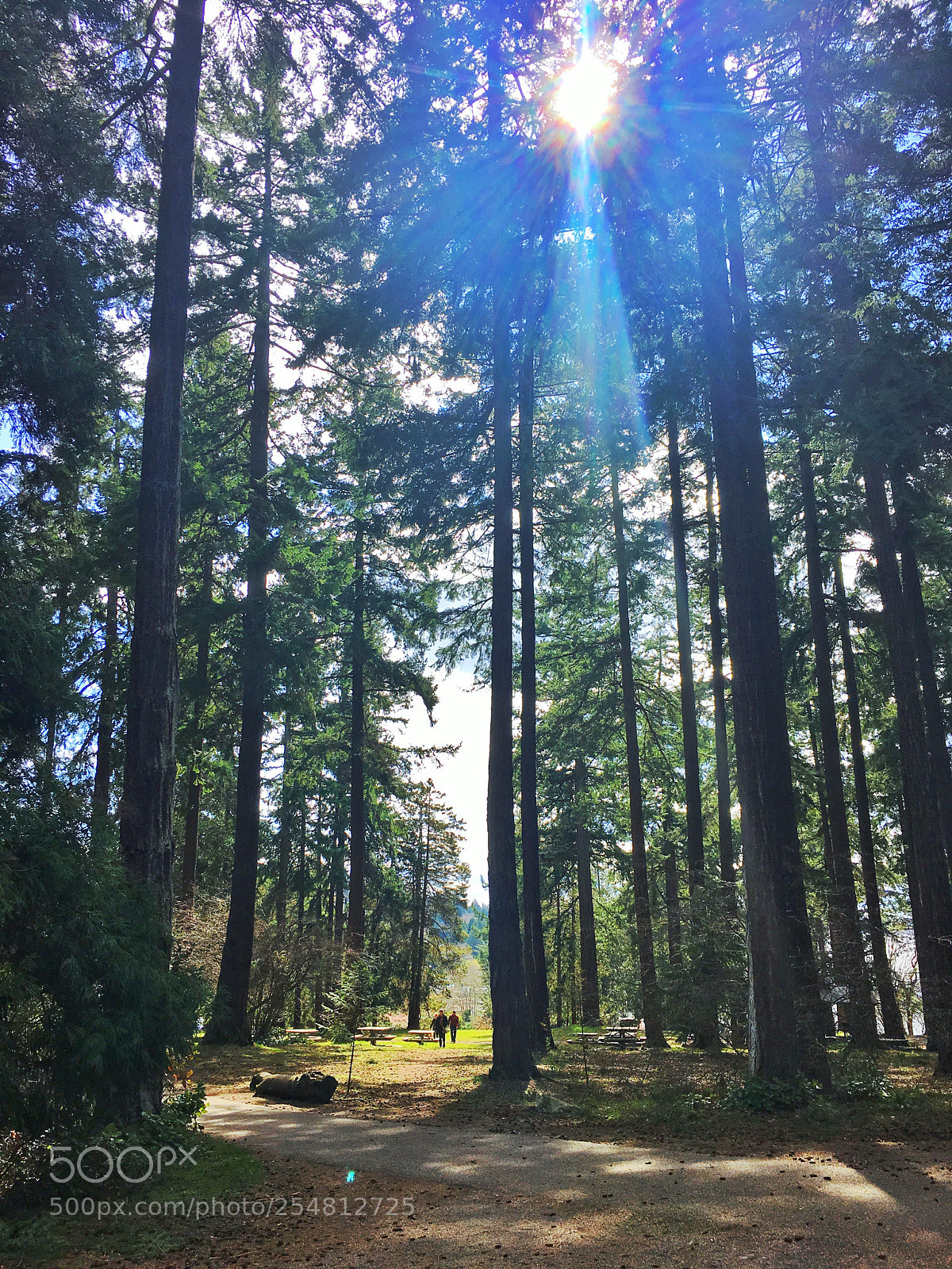 Apple iPhone 6s sample photo. Just forest photography