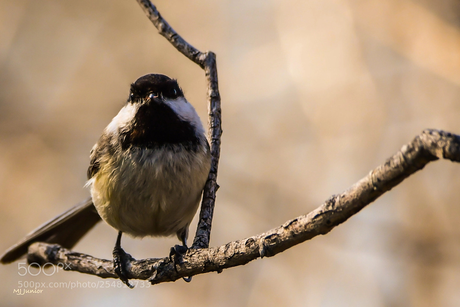 Nikon D7500 sample photo. Little birdie...0002 photography