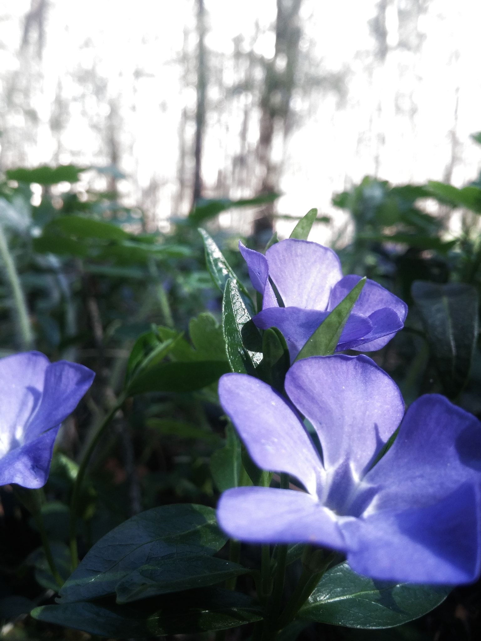 LG G2 sample photo. Img_20180422_101014-01-01.jpeg photography