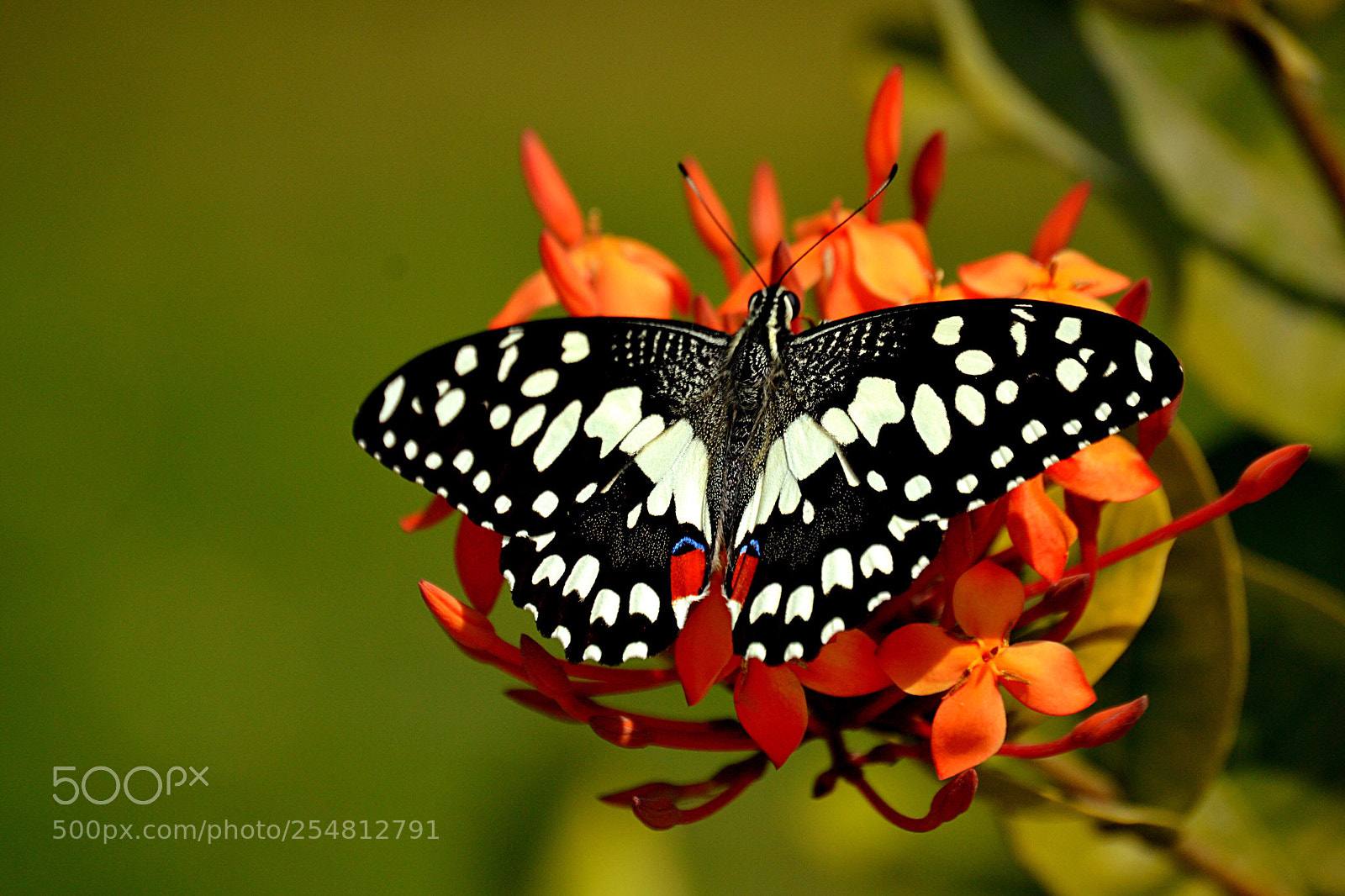 Nikon D3100 sample photo. Butterfly  photography