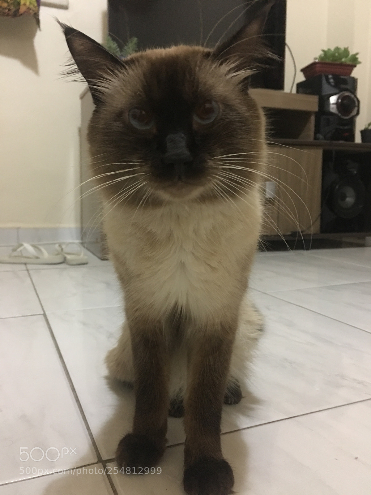 Apple iPhone 6s Plus sample photo. Zeus the cat photography