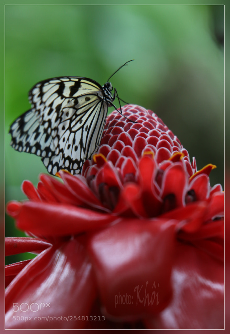 Canon EOS 70D sample photo. Butterfly photography