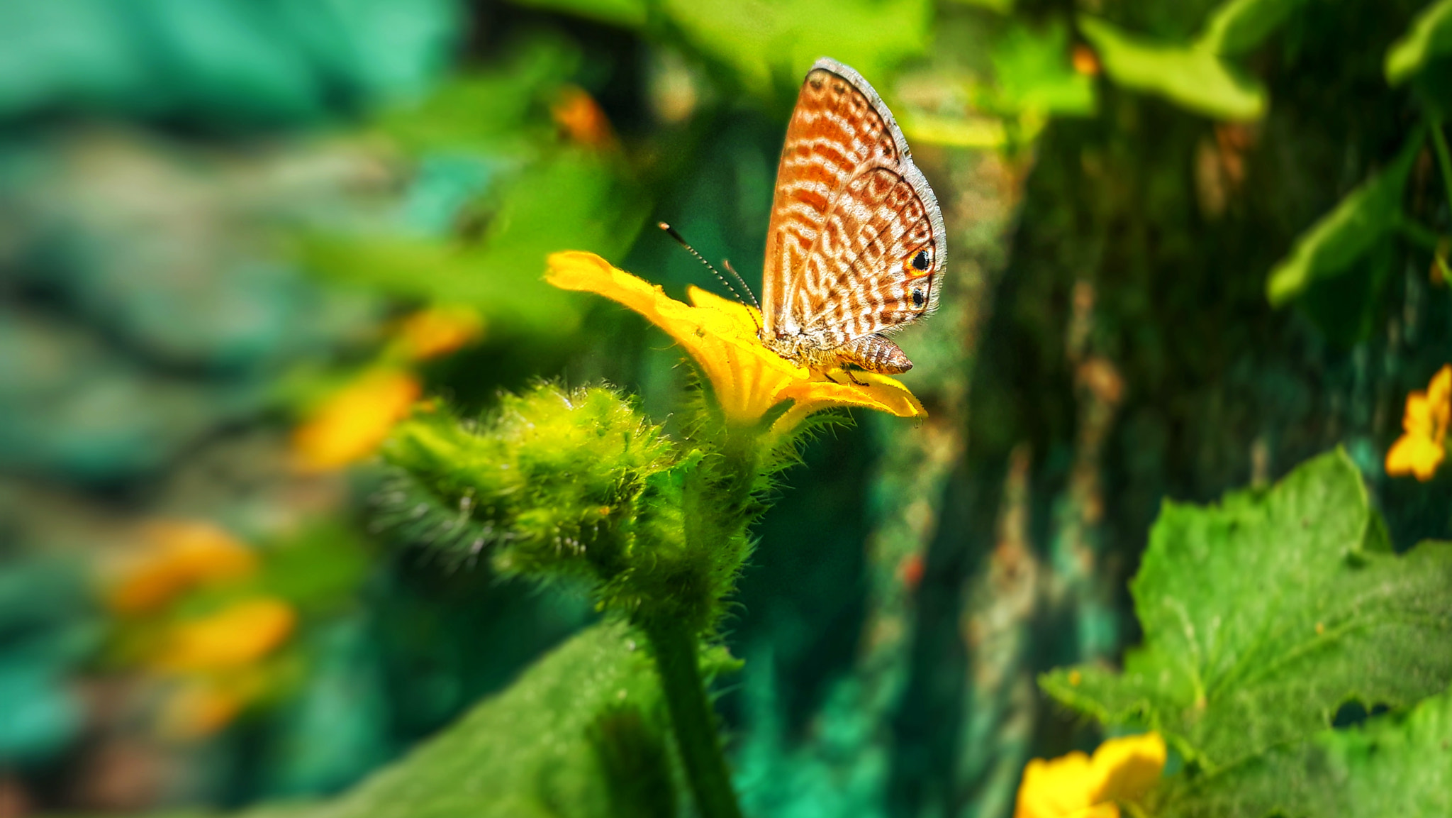 Samsung Galaxy J7 Prime sample photo