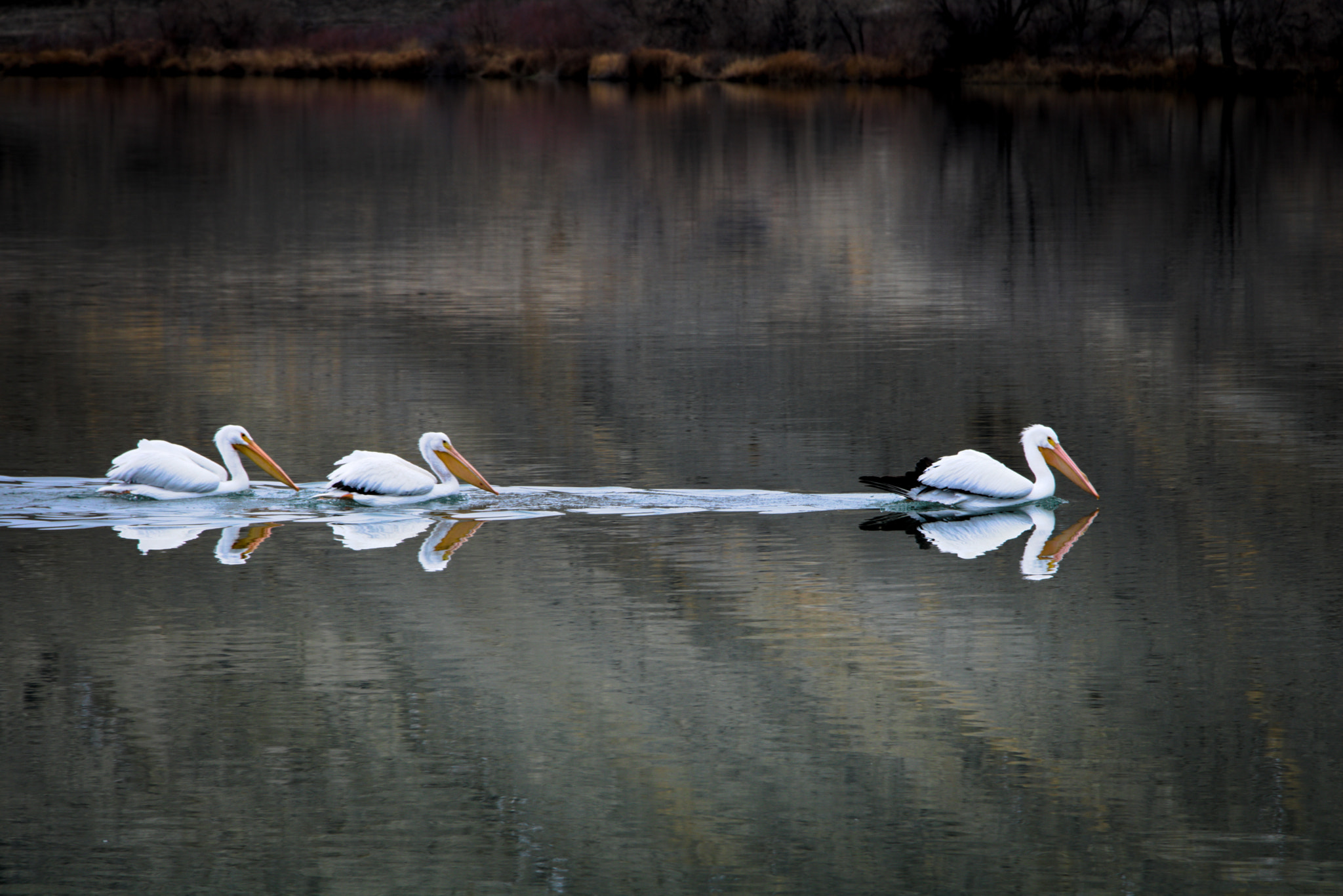 Canon EOS 750D (EOS Rebel T6i / EOS Kiss X8i) sample photo. Pelicans. all of us fishing photography