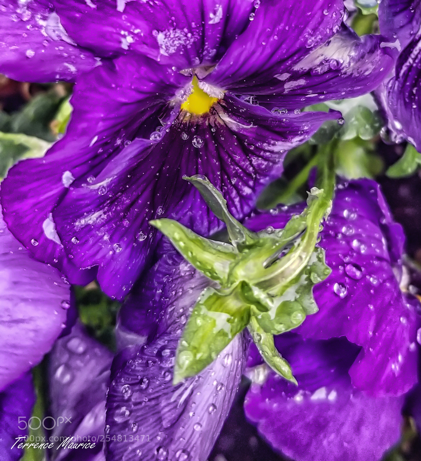 Samsung Galaxy S8 sample photo. Purple rain photography