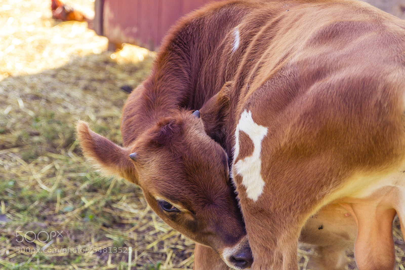 Canon EOS 60D sample photo. Canadian farm - cute photography