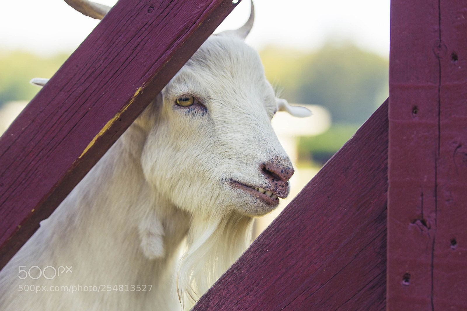 Canon EOS 60D sample photo. Canadian farm - smiling photography