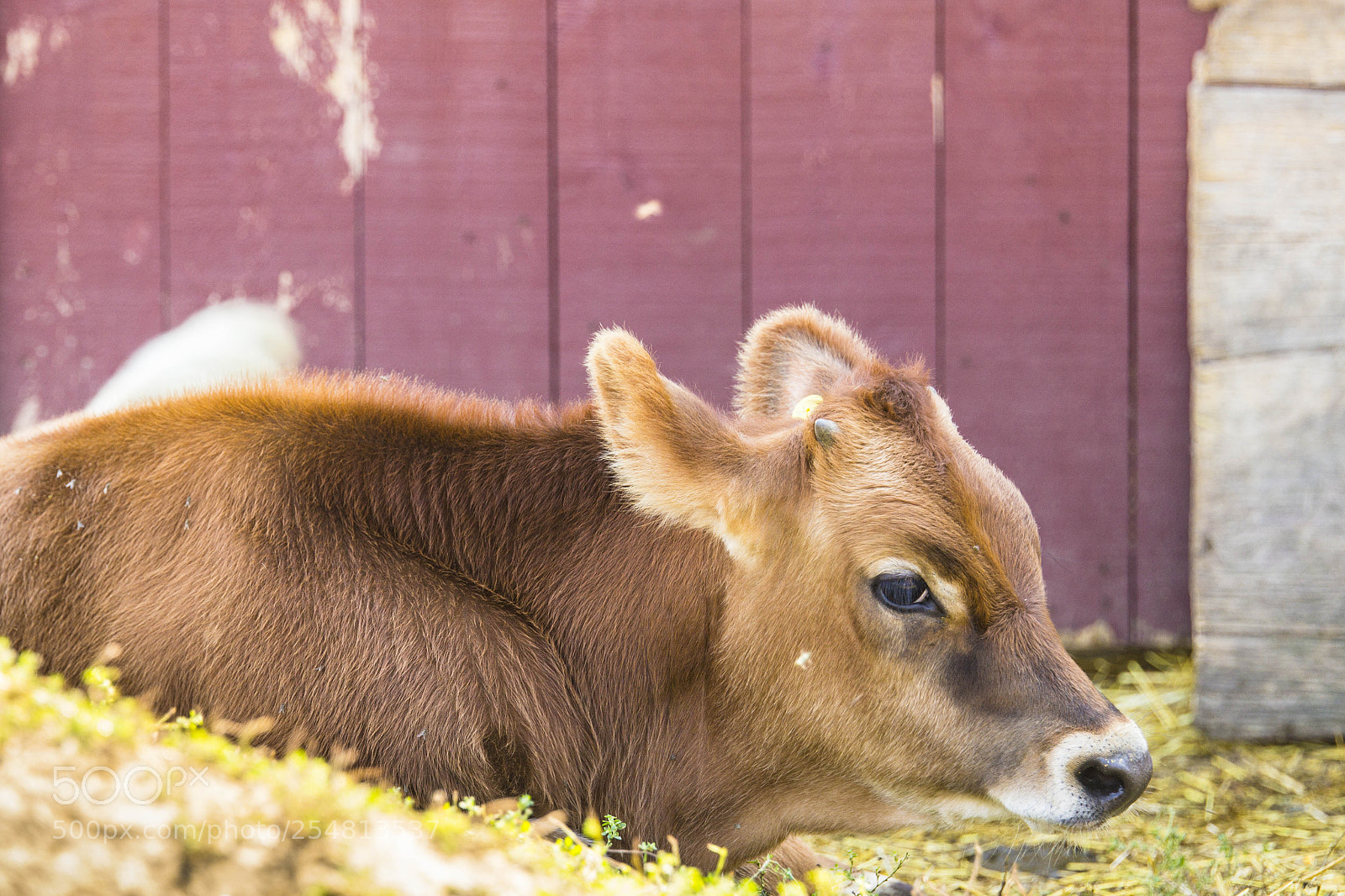 Canon EOS 60D sample photo. Canadian farm - calf photography
