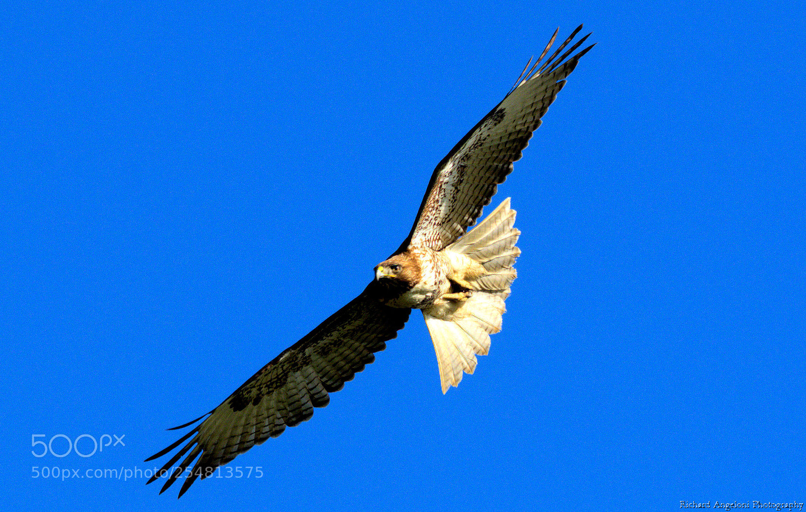 Nikon D7200 sample photo. Red tail hawk soaring photography