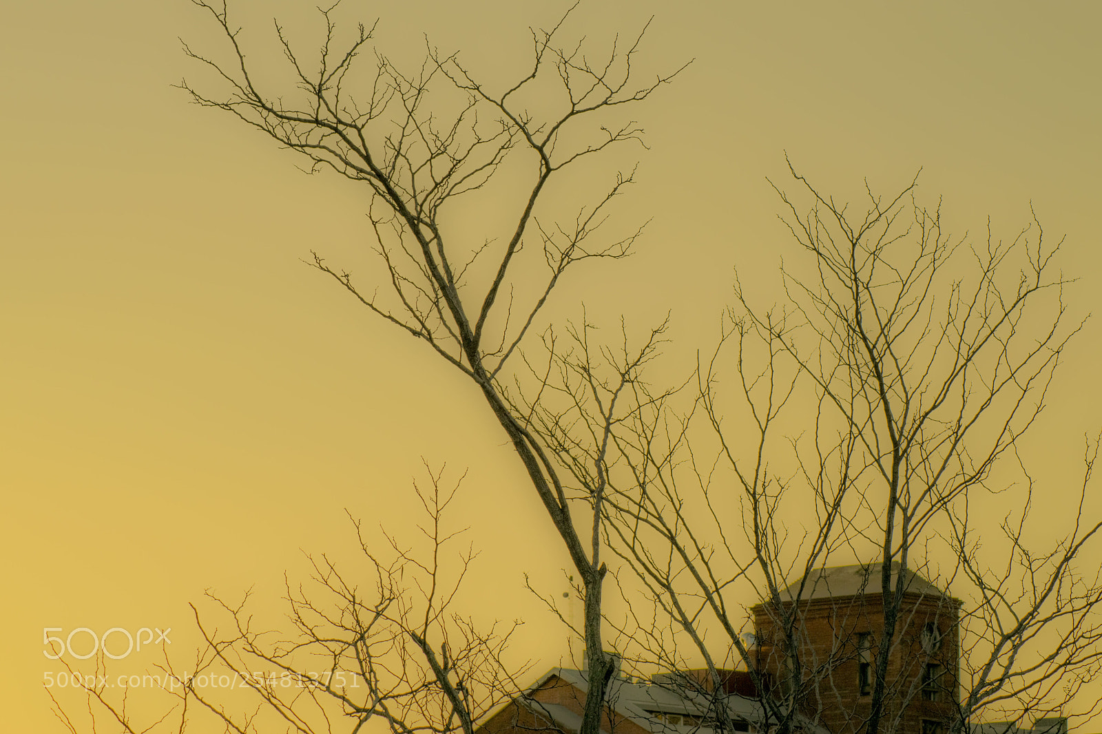 Nikon D5300 sample photo. Bare branches photography