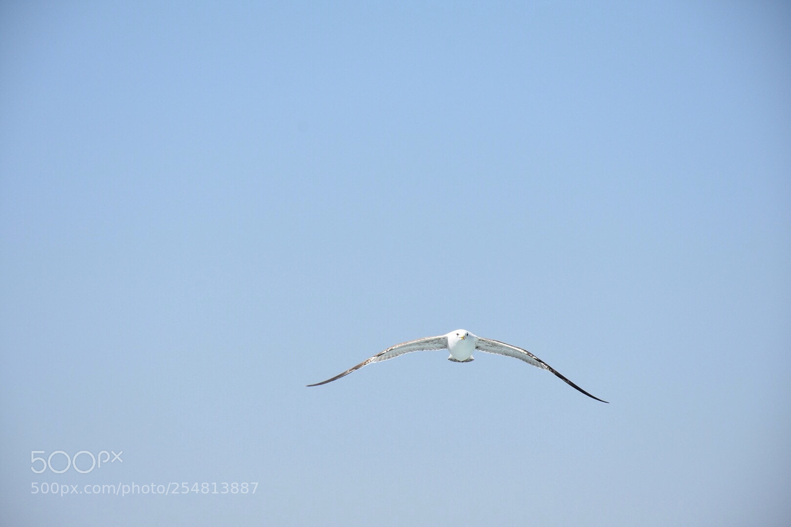 Nikon D7200 sample photo. Untitled photography