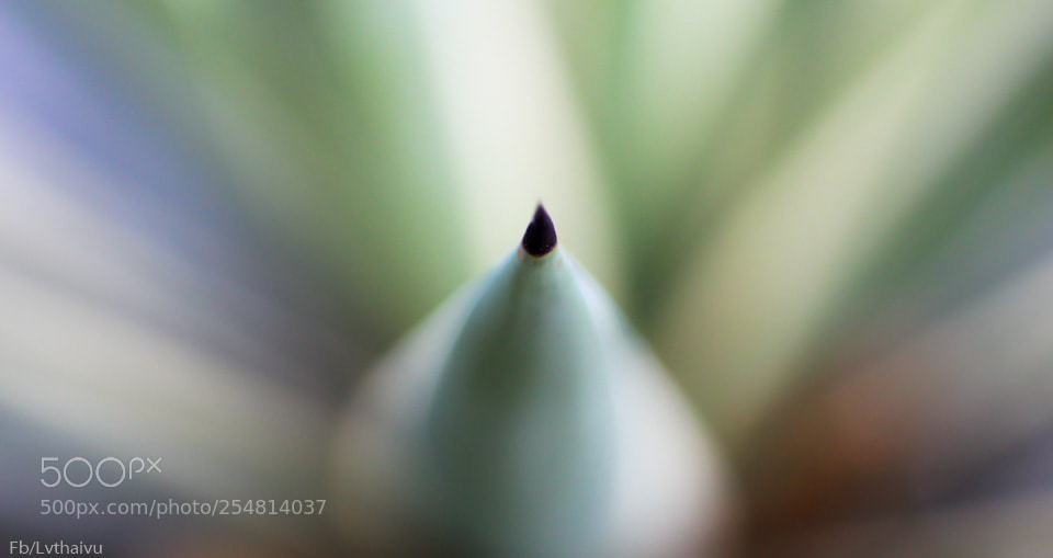 Canon EOS 60D sample photo. Abstract tree photography