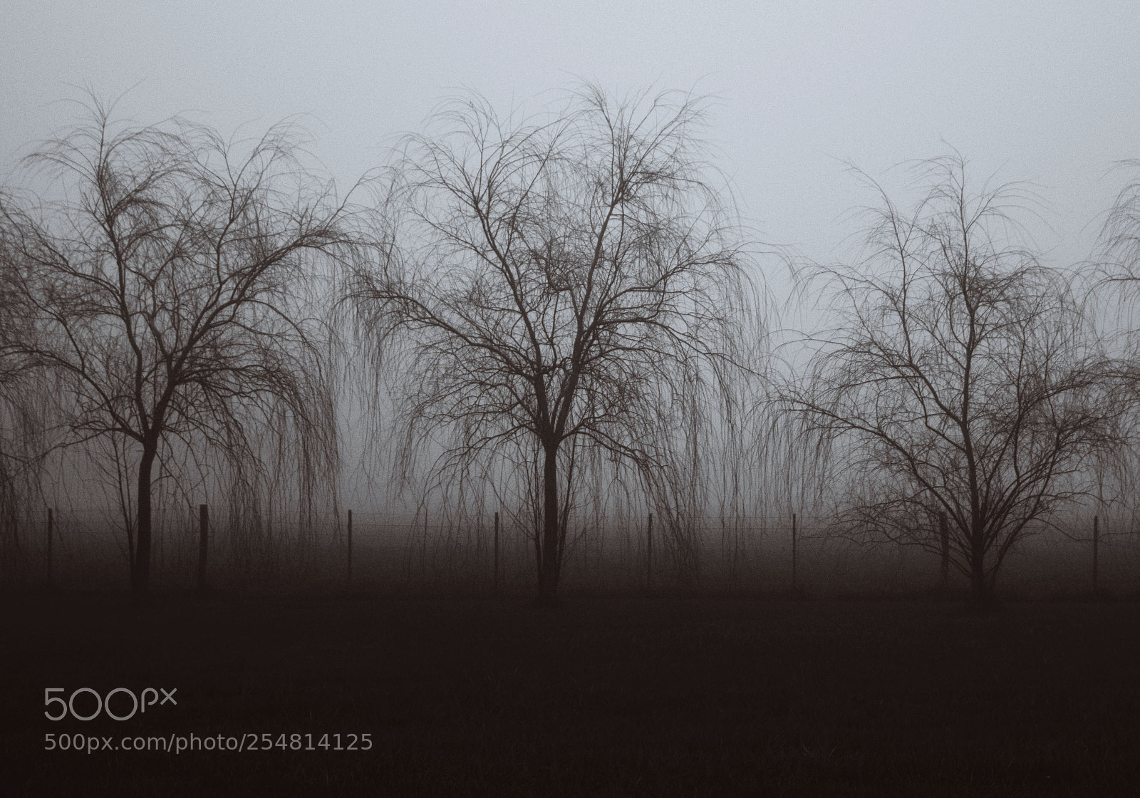 Nikon D5300 sample photo. Foggy morning photography