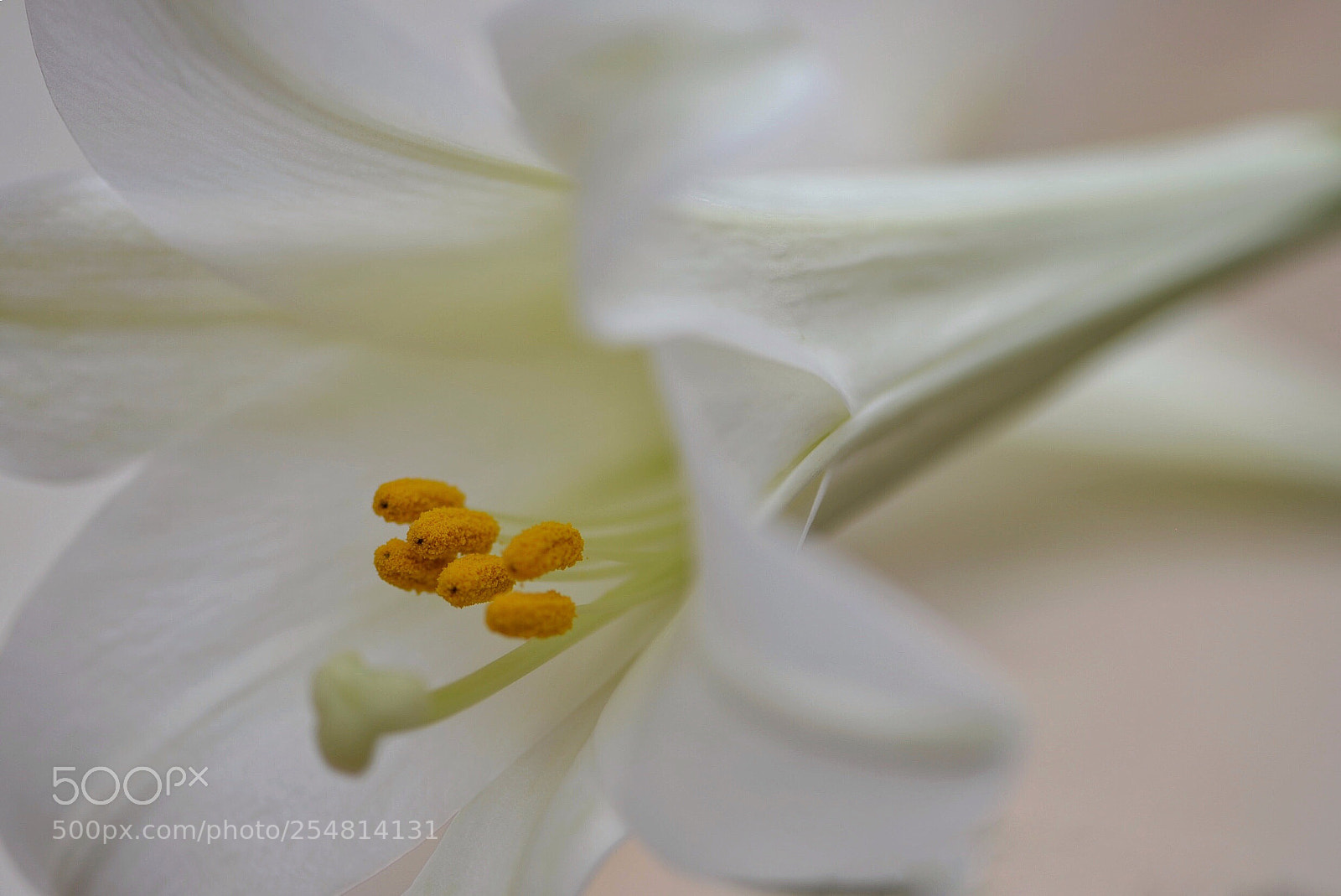 Nikon D610 sample photo. Formosa lily photography
