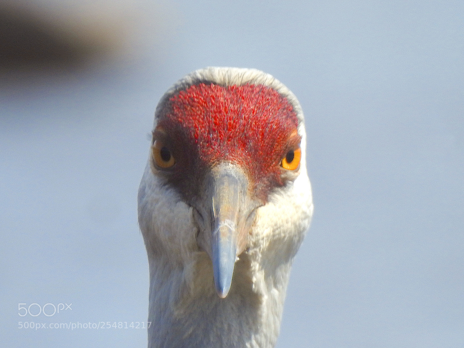 Nikon Coolpix P900 sample photo. Sandhill crane photography