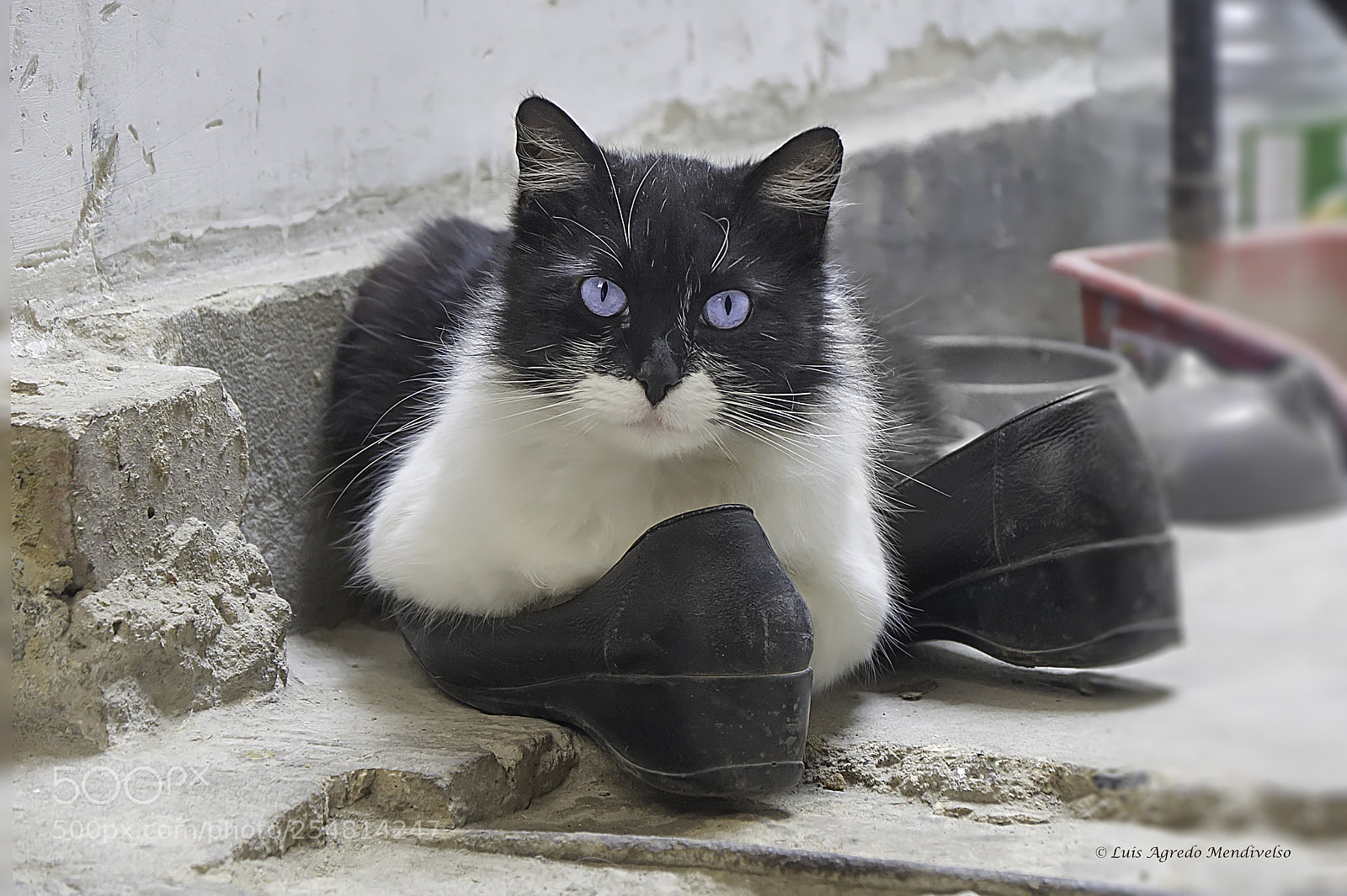 Nikon D90 sample photo. Pretty cat photography