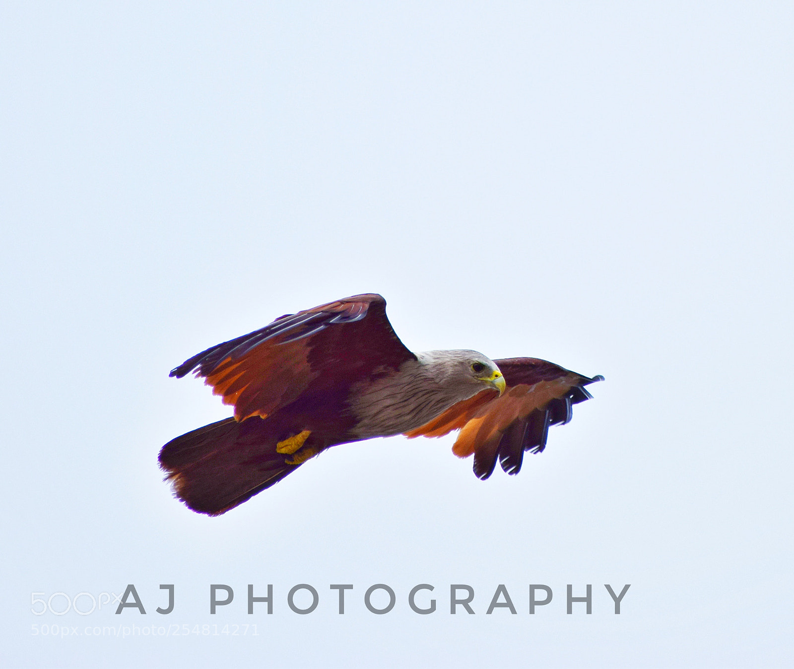 Nikon D5300 sample photo. Brahminy kite photography