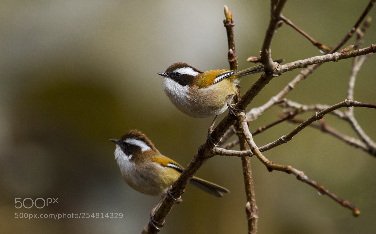 Canon EOS 7D sample photo. White-browed fulvetta - pair photography