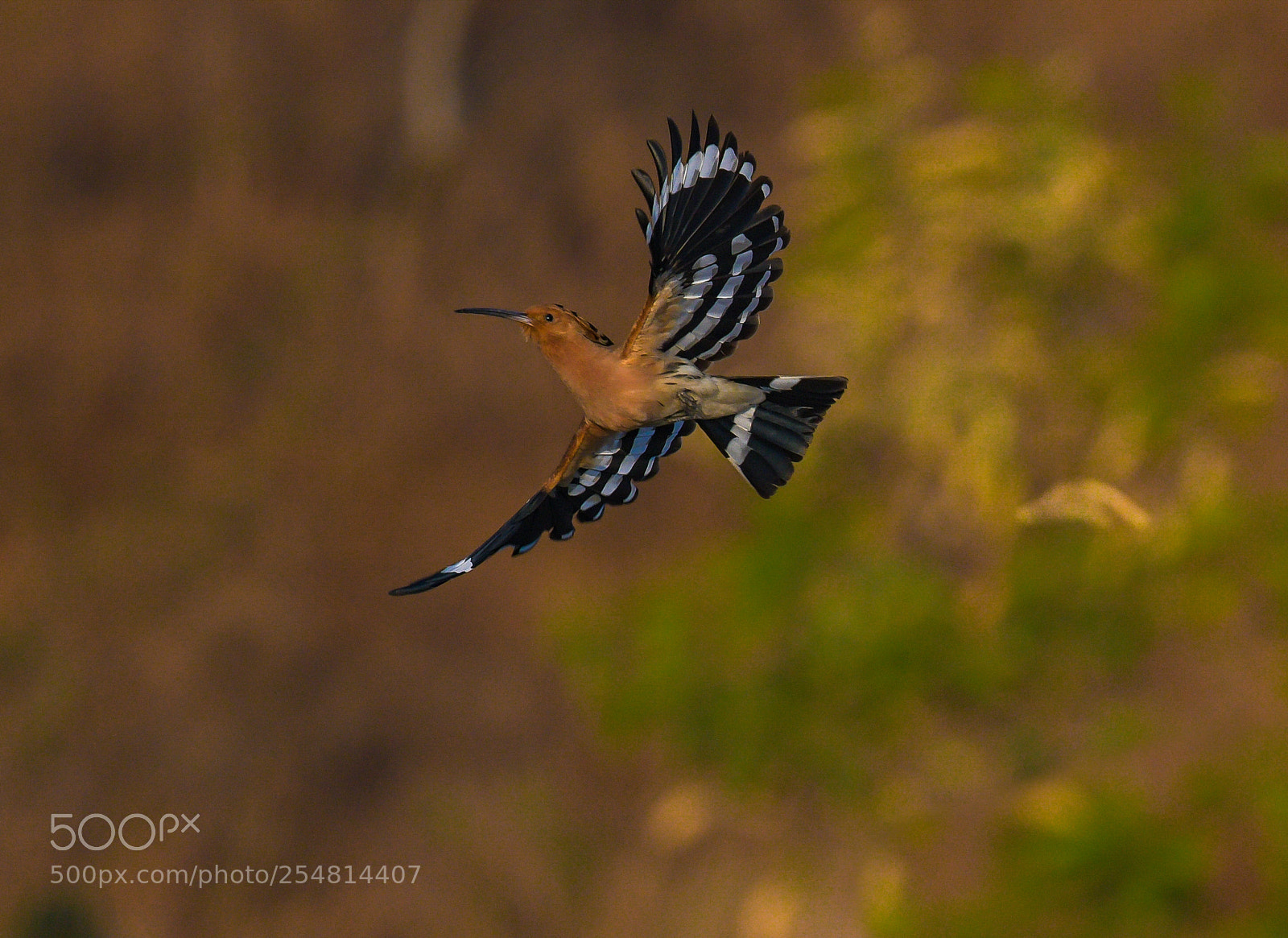 Nikon D850 sample photo. Hoopoe photography