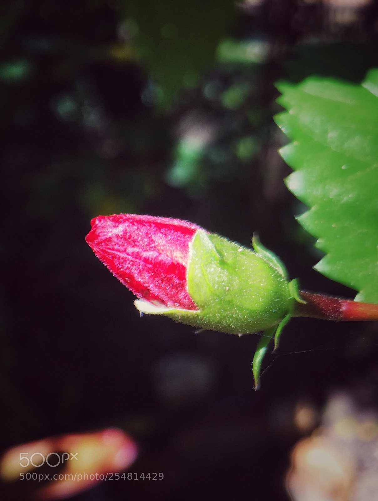 Apple iPhone 6 Plus sample photo. Untitled photography