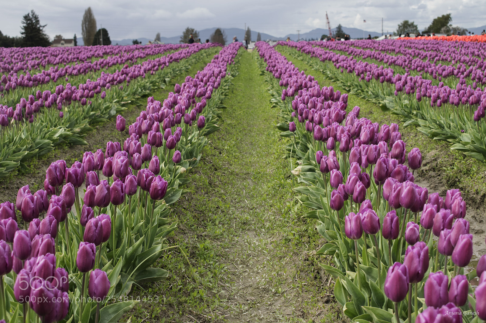 Nikon D5300 sample photo. Tulips pink photography