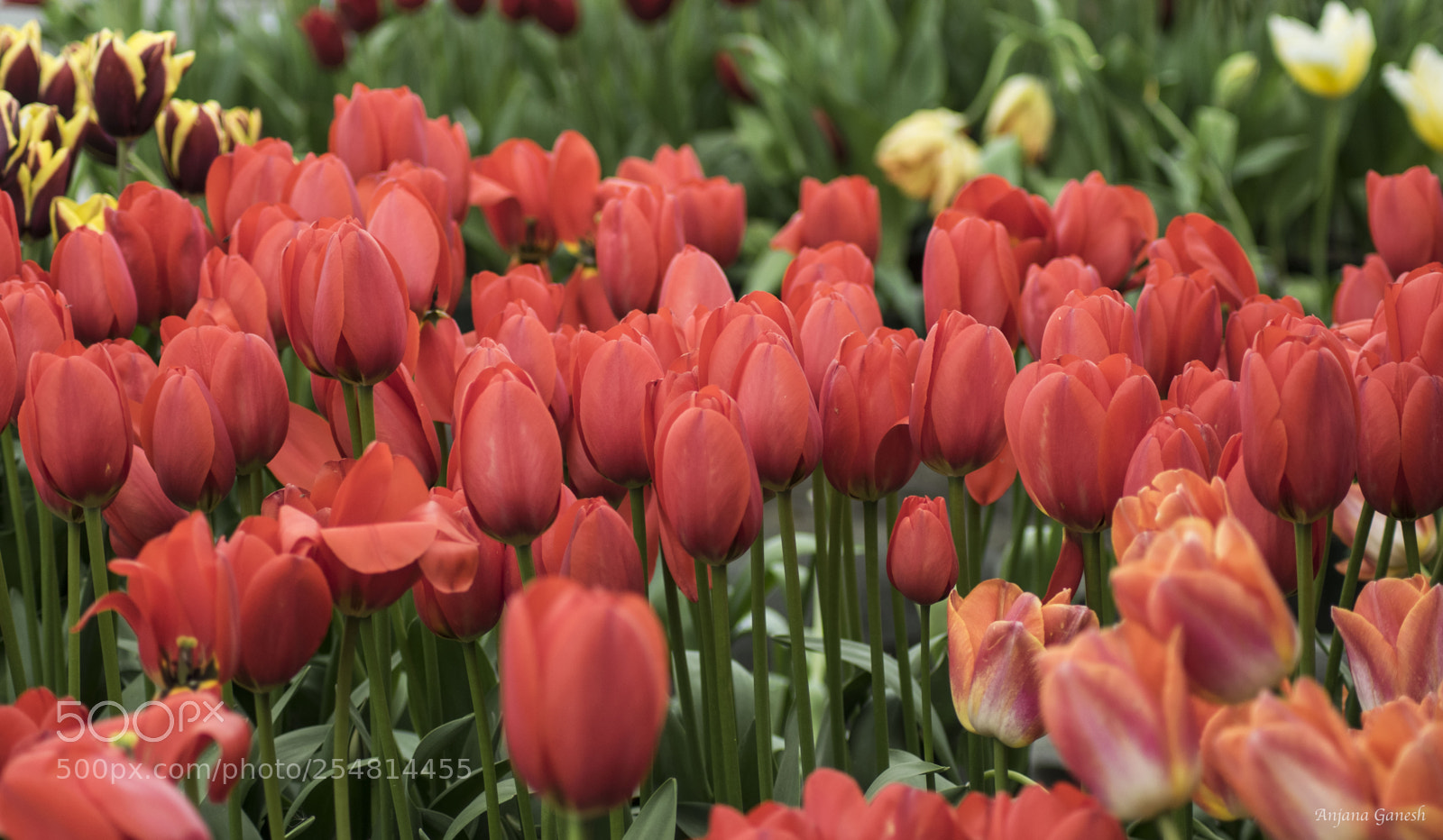 Nikon D5300 sample photo. Tulips photography