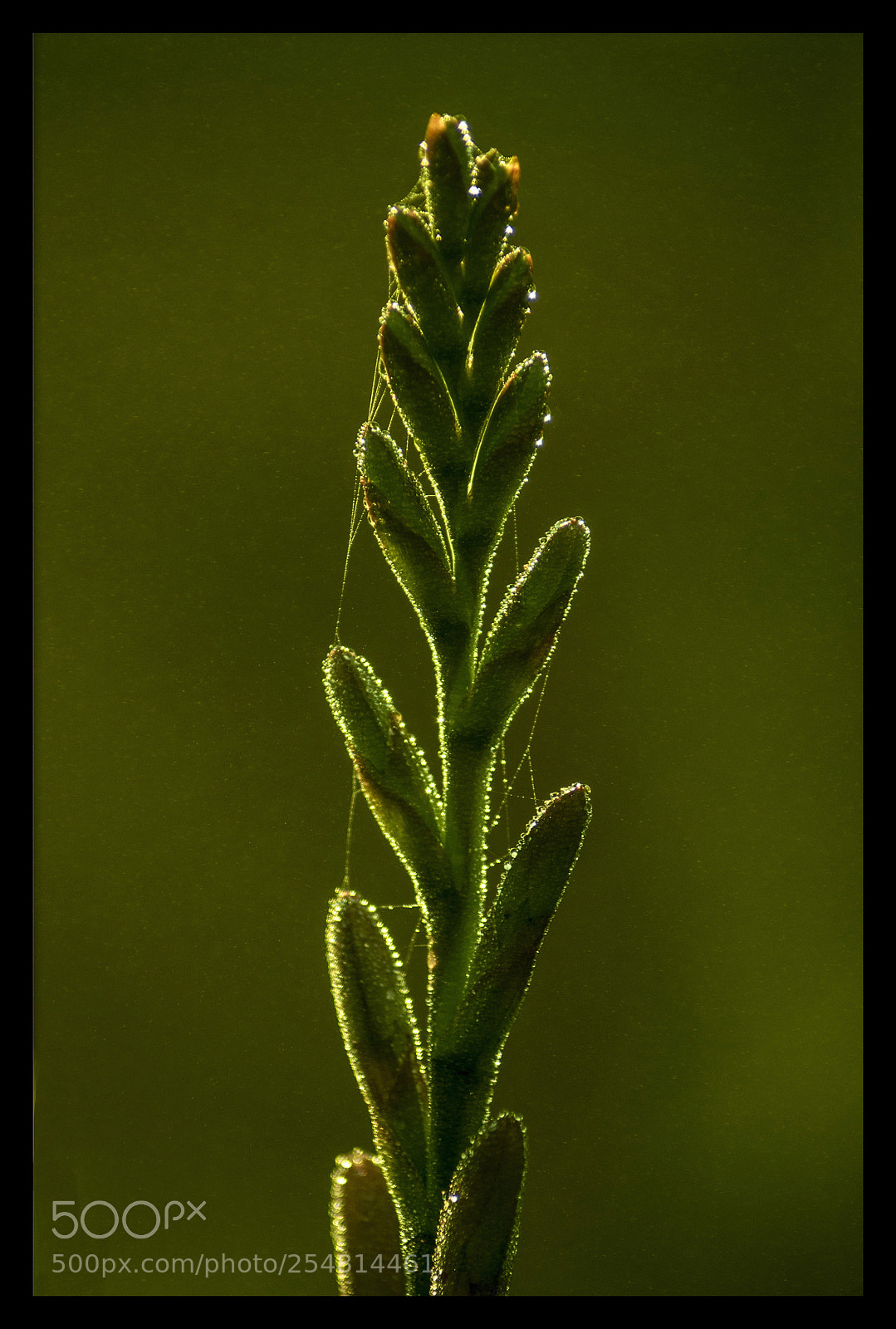 Nikon D5300 sample photo. About to bloom photography