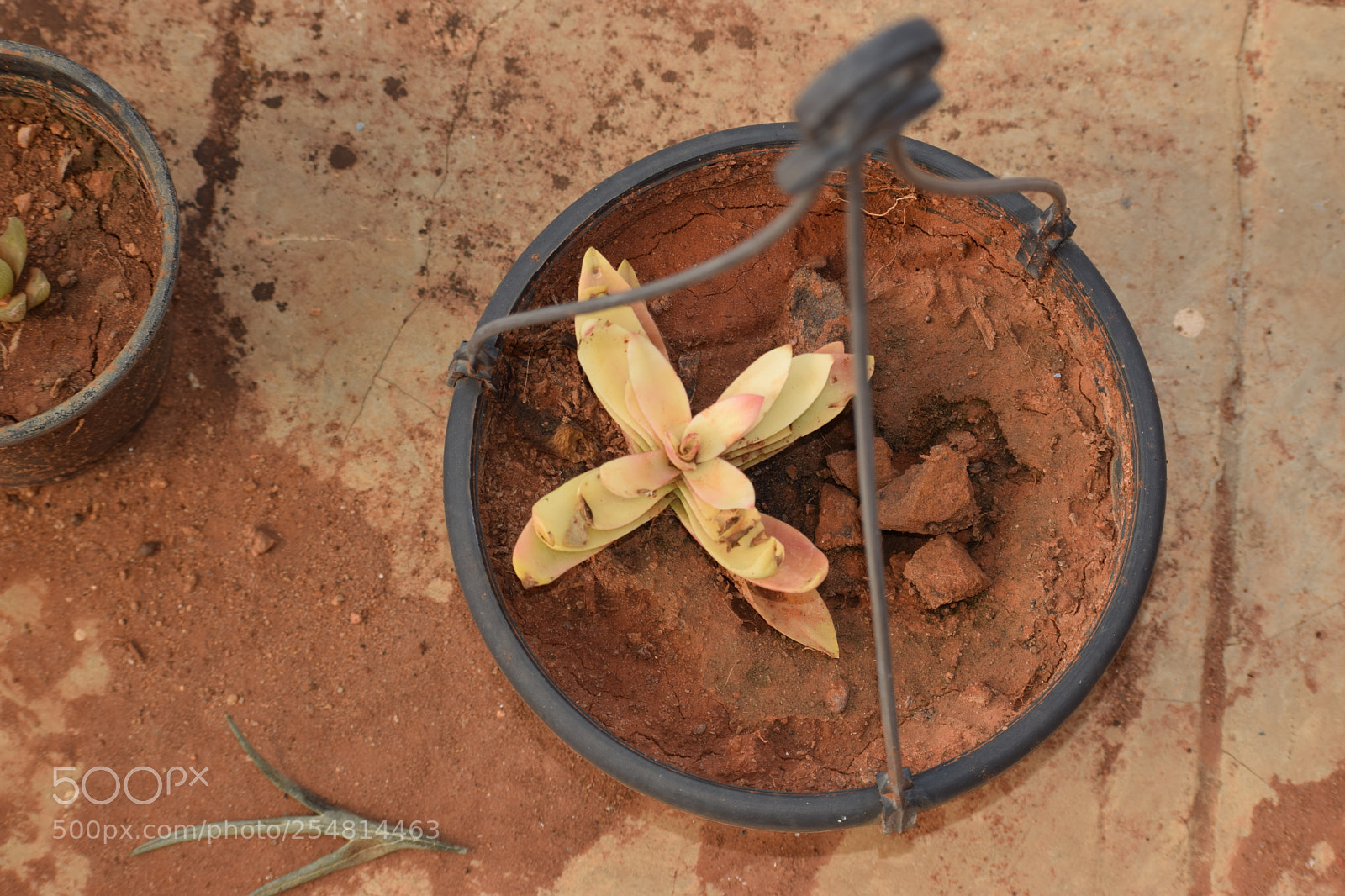 Nikon D3300 sample photo. A flower dared to photography