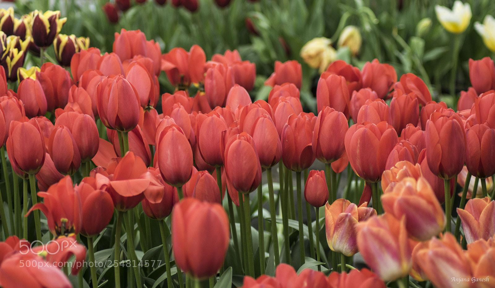 Nikon D5300 sample photo. Tulips photography