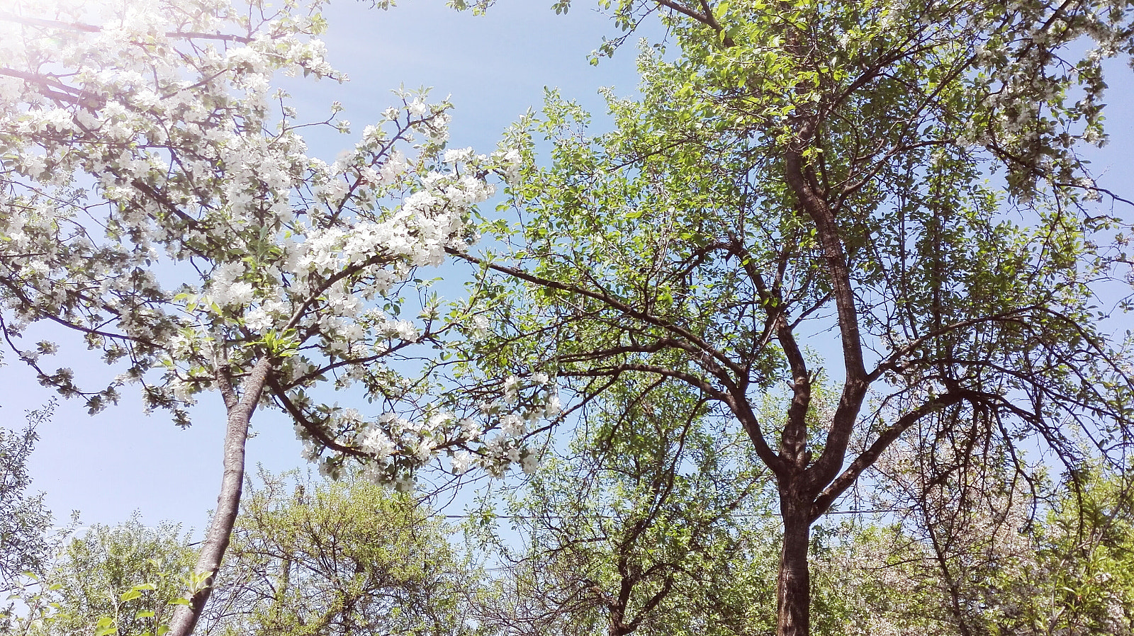 HUAWEI P8 Lite sample photo. Untitled photography