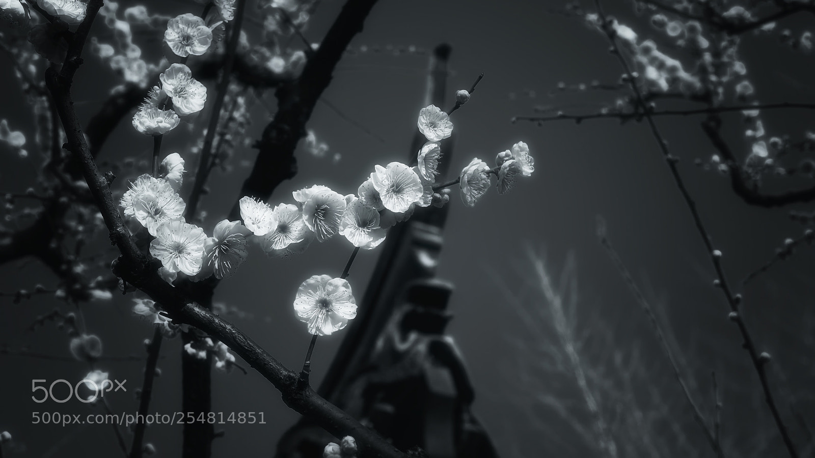 Fujifilm X-E1 sample photo. 梅花 photography