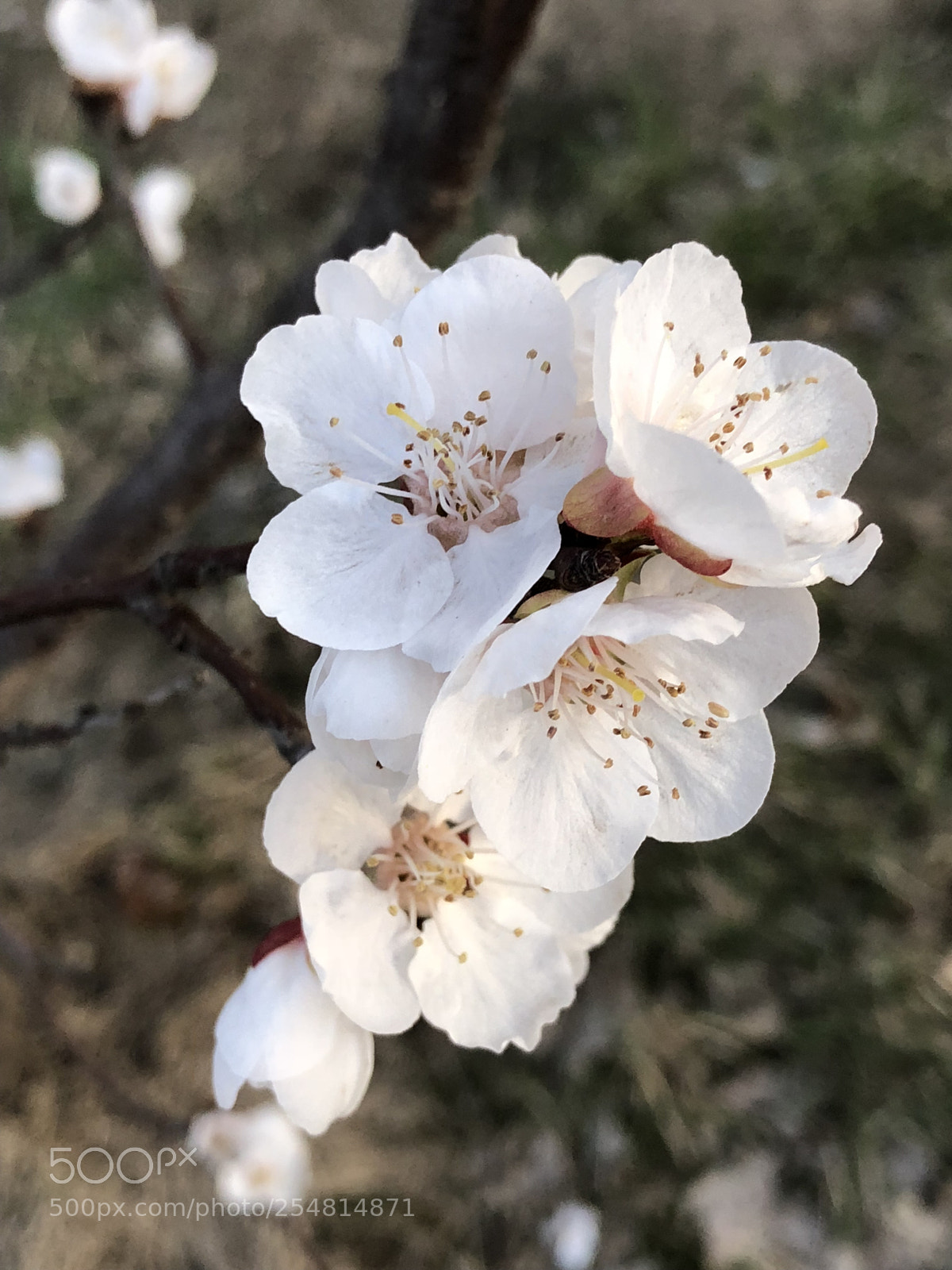 Apple iPhone X sample photo. Apricot blossom photography