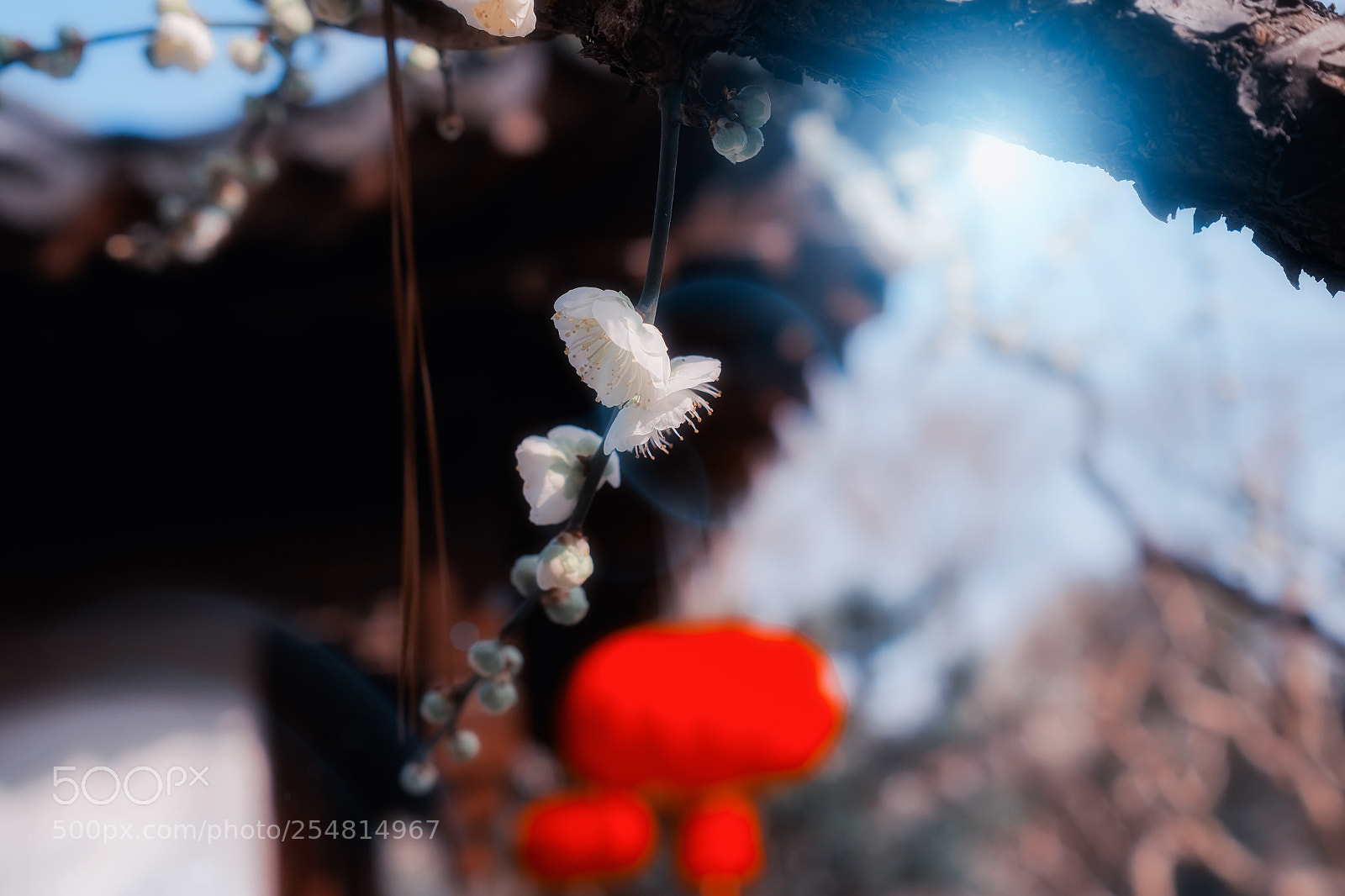 Fujifilm X-E1 sample photo. 梅花 photography