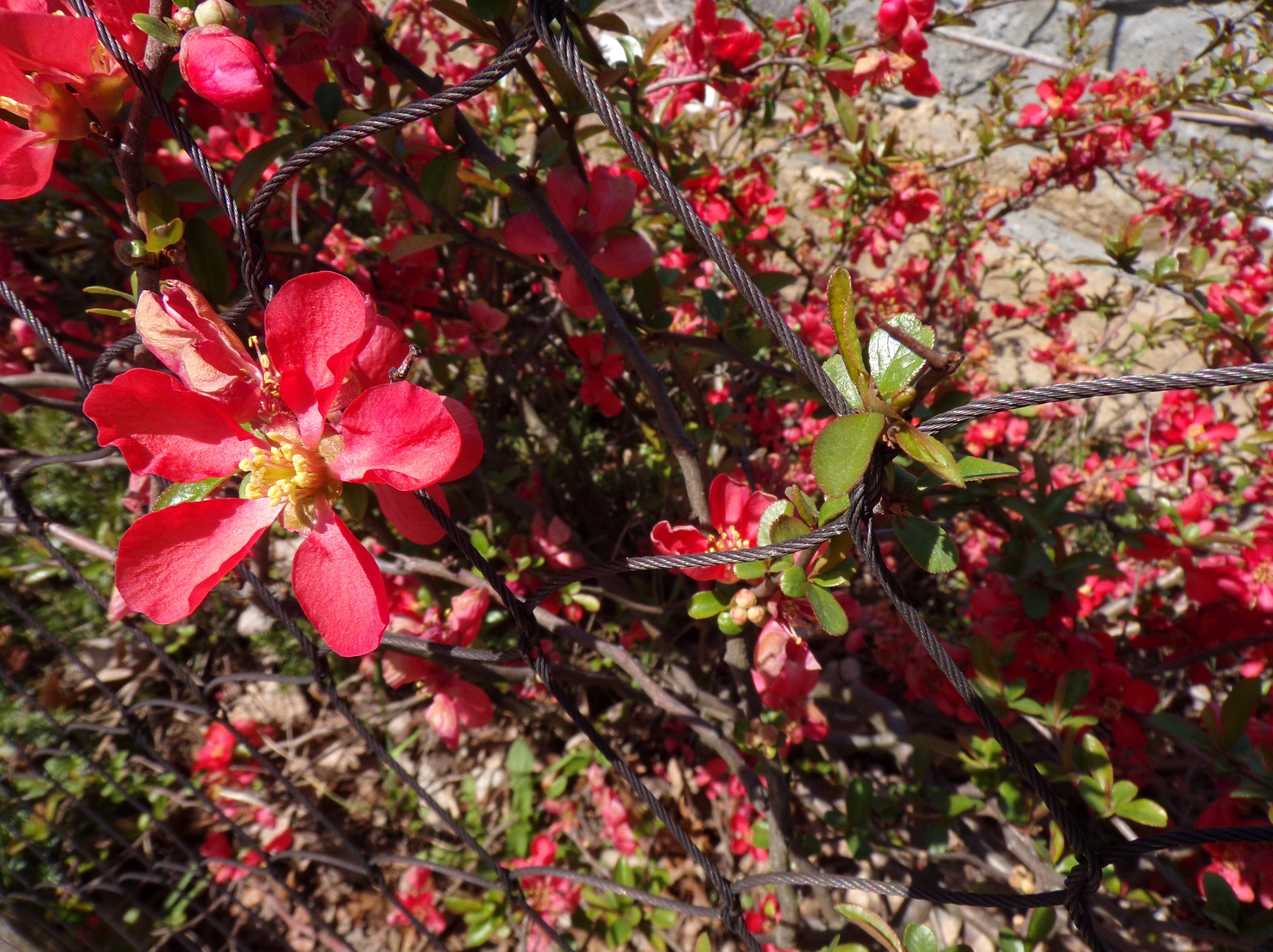 JK KODAK PIXPRO AZ421 sample photo. Spring is finally here  photography