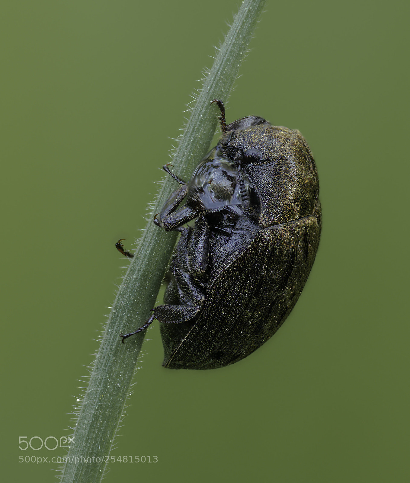 Olympus OM-D E-M1 Mark II sample photo. Byrrhidae photography