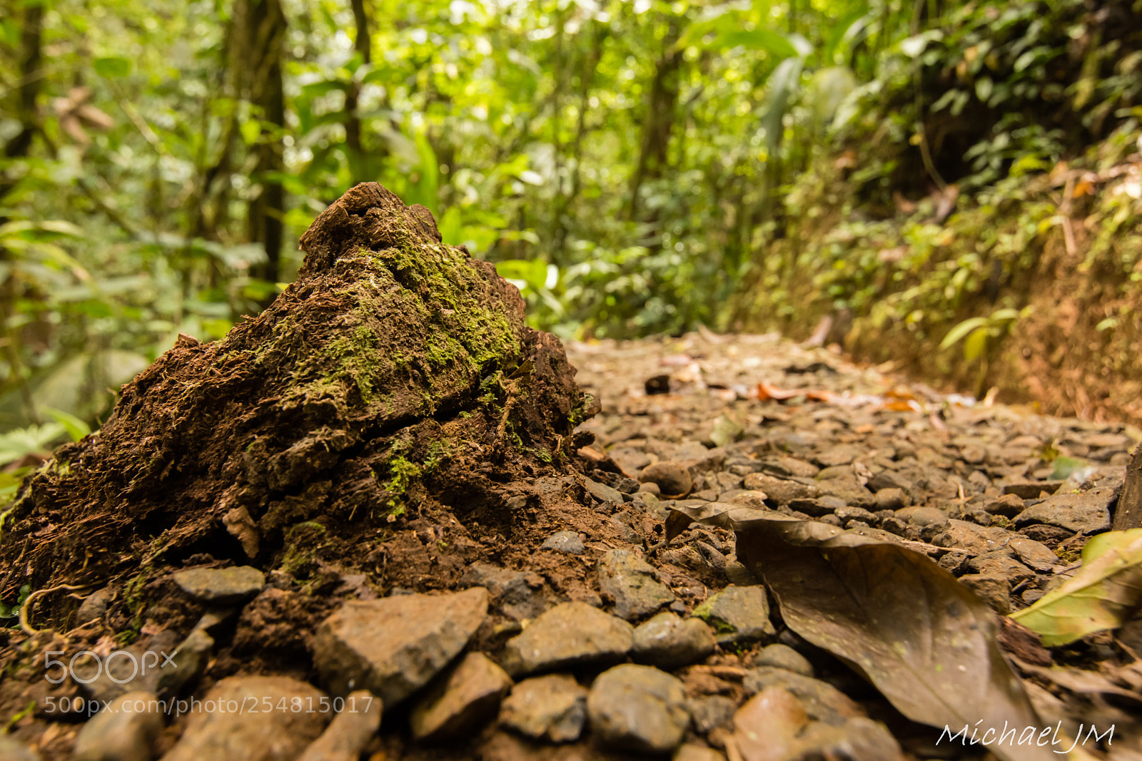 Nikon D500 sample photo. Parte del sendero photography