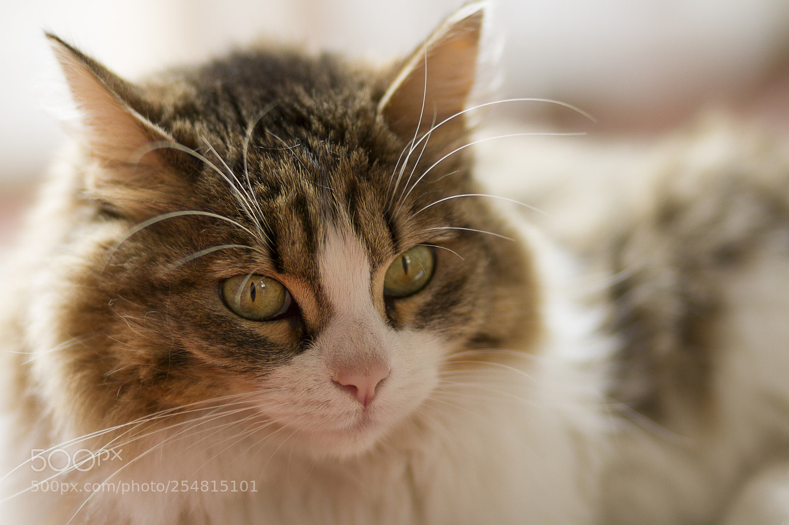 Canon EOS 7D sample photo. My girl photography