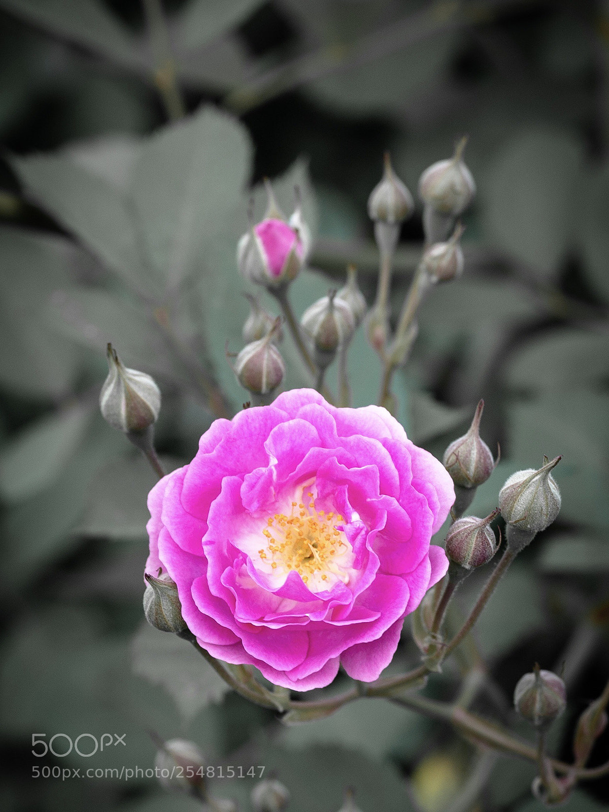 Nikon D610 sample photo. Wild flower
 photography