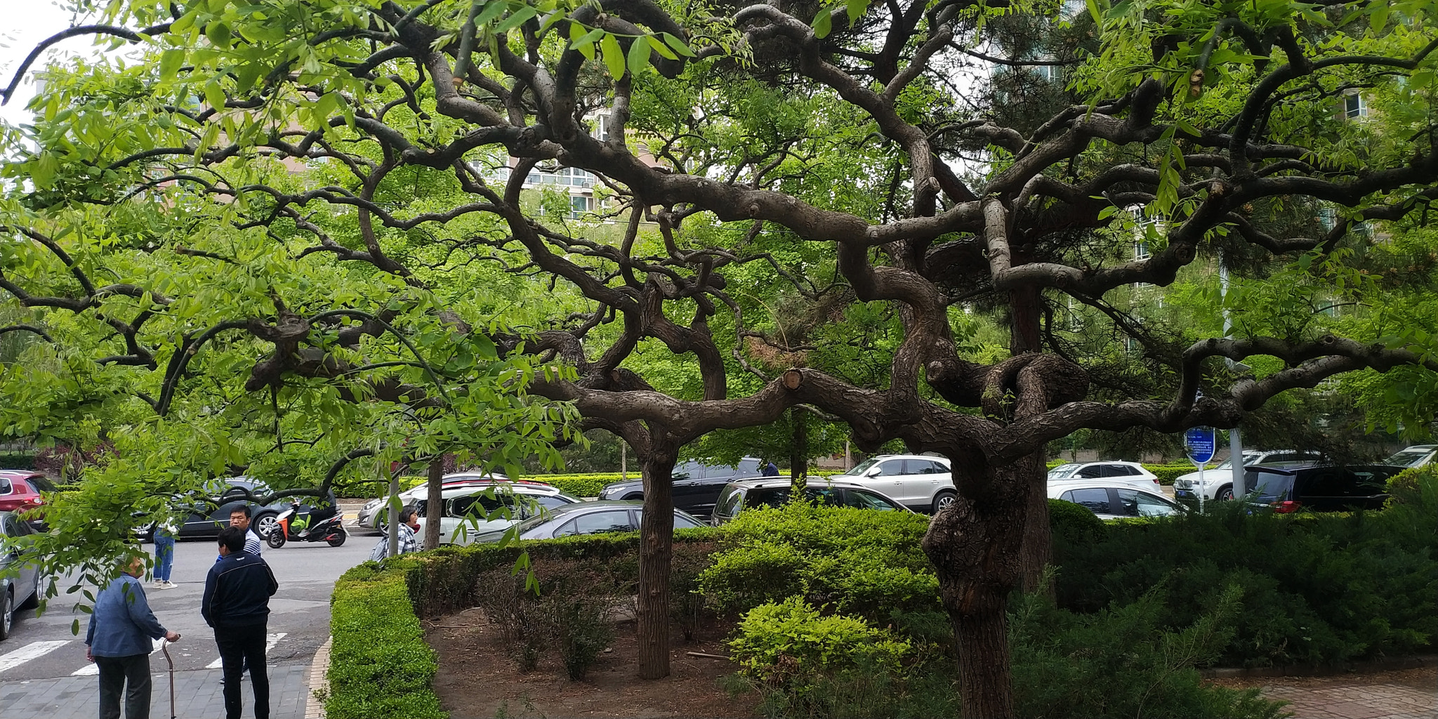 Xiaomi MIX 2 sample photo. 槐 photography