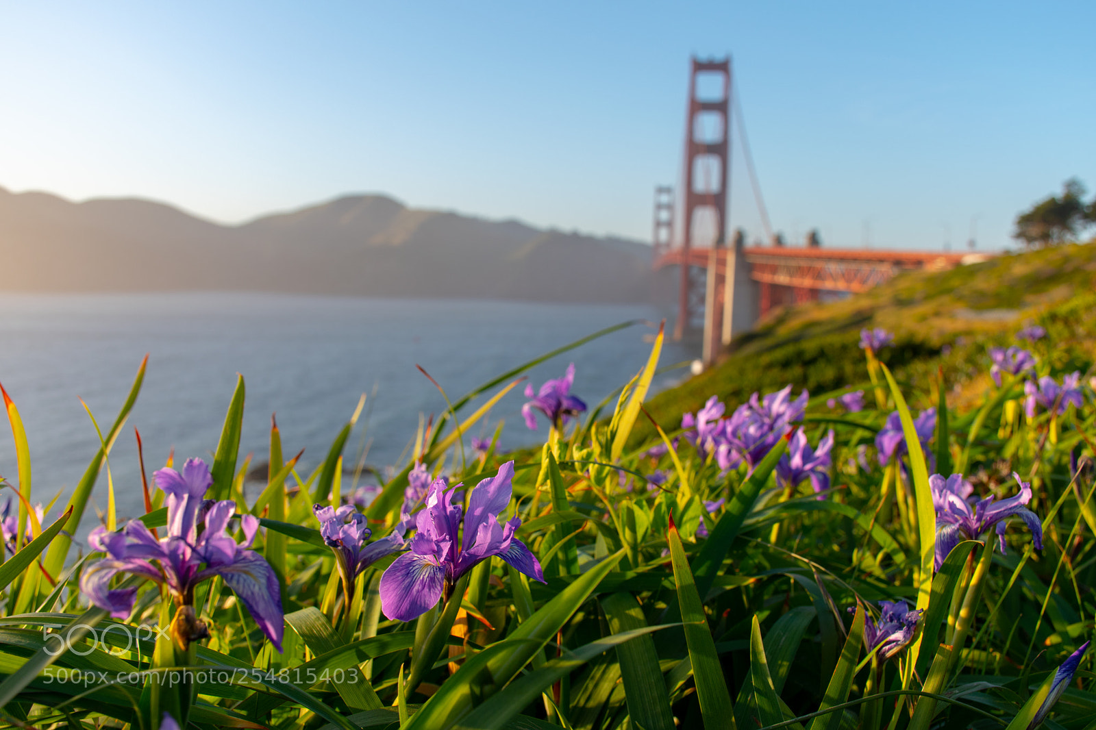 Nikon D5600 sample photo. The flowers photography