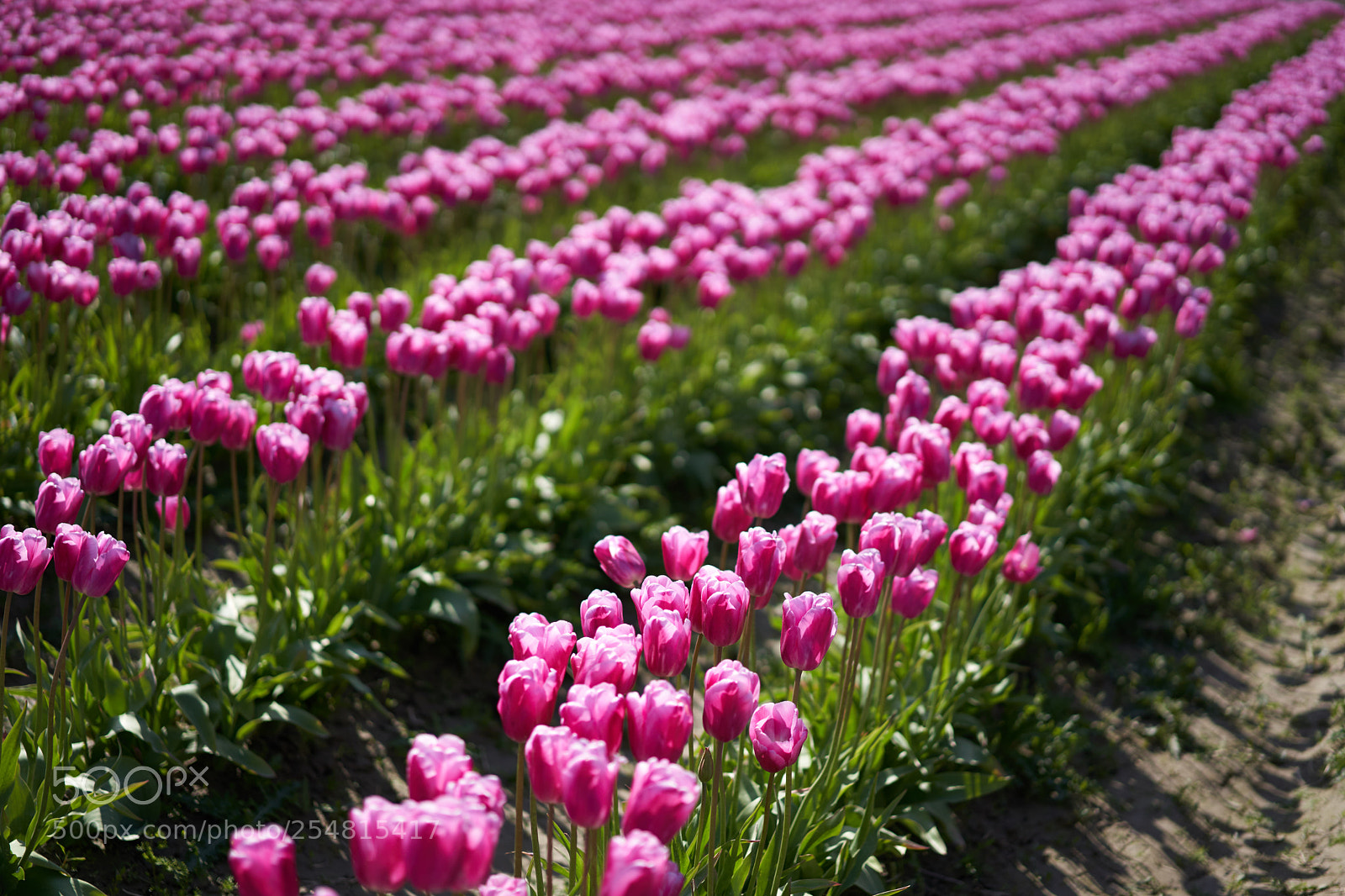 Sony a7 III sample photo. Purple tulips in the photography