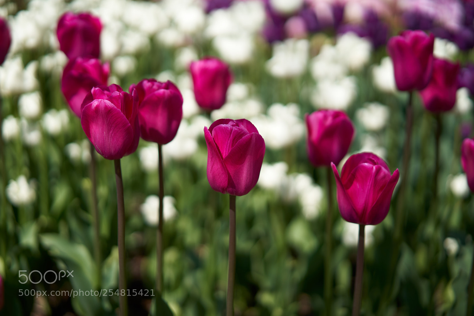 Sony a7 III sample photo. Flowers in the sun photography
