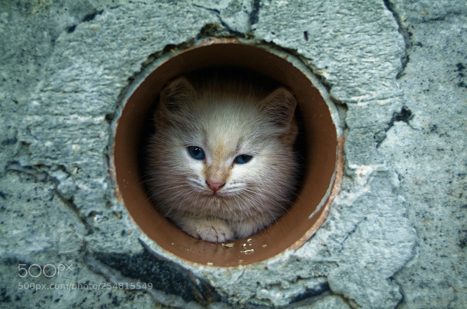 Fujifilm FinePix S3 Pro sample photo. White and ginger kittens photography