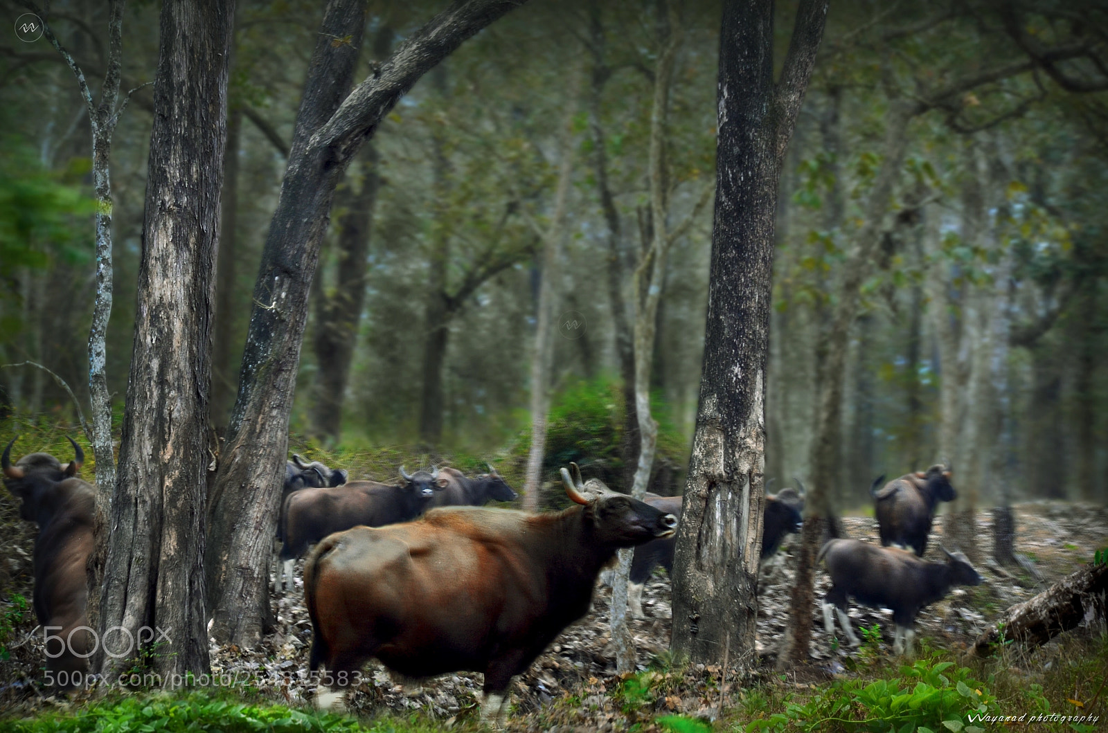 Nikon D7000 sample photo. Wild boar photography