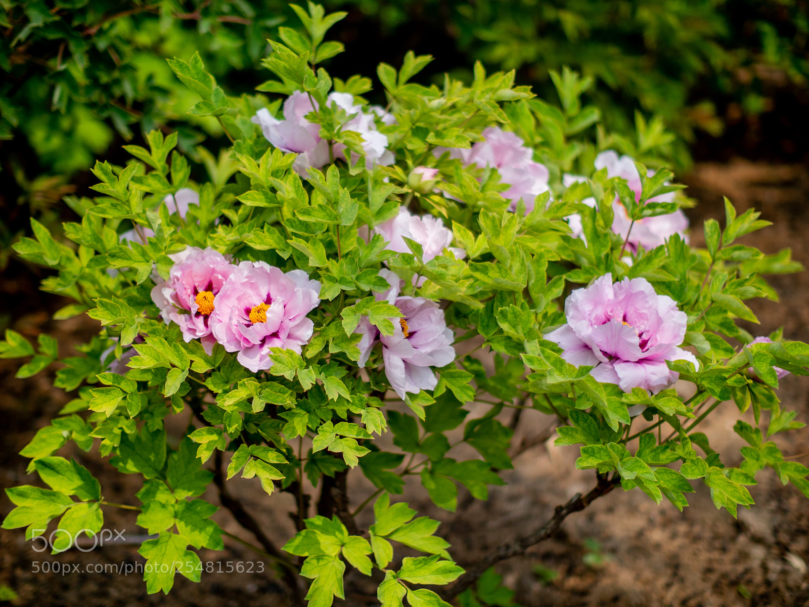Olympus OM-D E-M1 Mark II sample photo. Untitled photography
