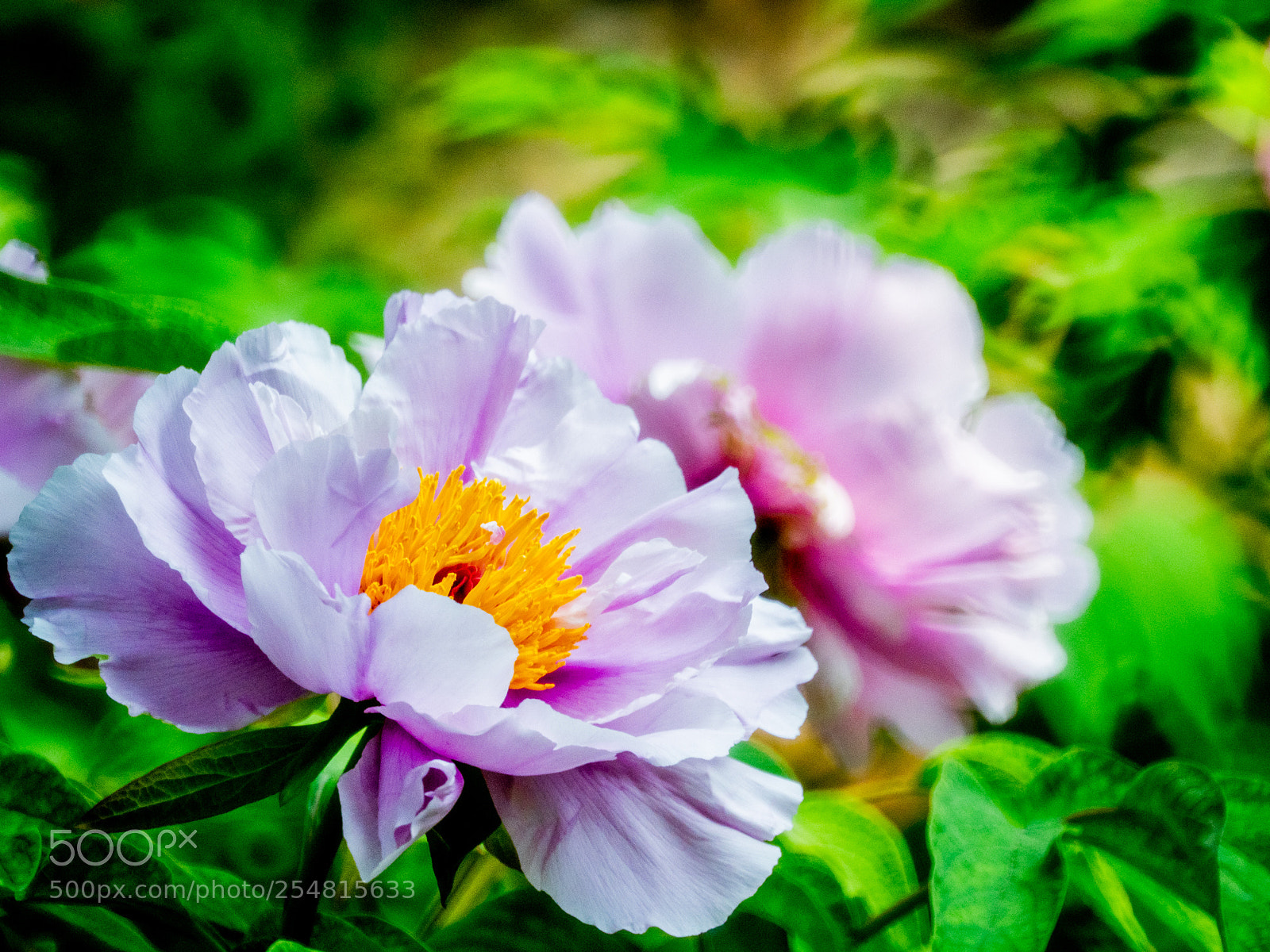 Olympus OM-D E-M1 Mark II sample photo. Untitled photography